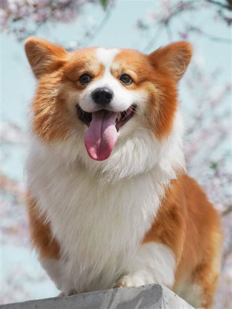 8 Rarest Characteristics of the Corgi Breeds - rootedmassageaustin