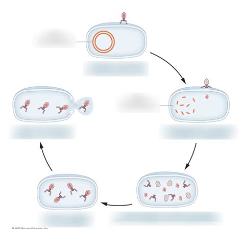 The Life Cycle Of A T4 Bacteriophage Diagram Quizlet