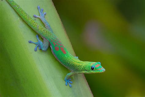 Gold Dust Day Gecko Phelsuma Laticauda Tory Kallman Flickr