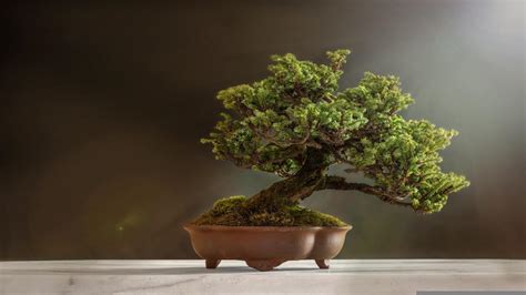 Bonsai Cosa Bisogna Fare Nel Mese Di Ottobre