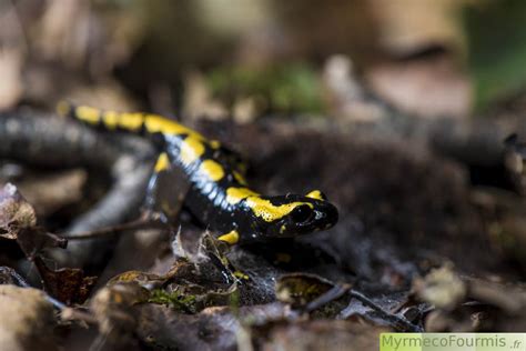 La Salamandre Tachetée Salamandra Salamandra