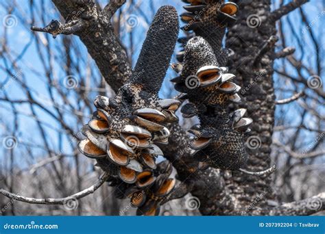 Open Banksia Cones After Extensive Forest Fires In Victoria Australia