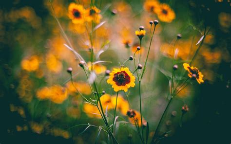 Wallpaper Sunlight Flowers Nature Grass Field Green Yellow