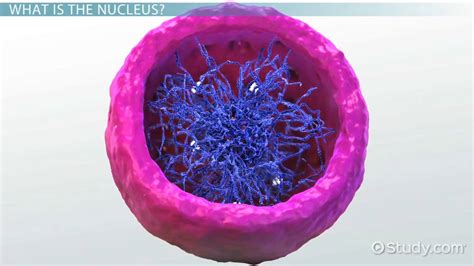 Cell Nucleus | Definition, Structure & Example - Lesson | Study.com