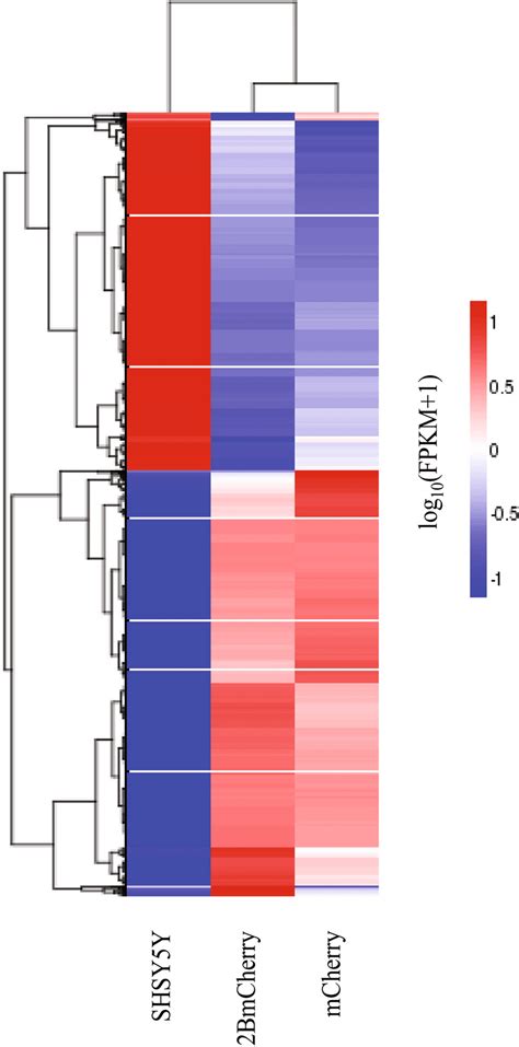 Unsupervised Hierarchical Heatmap Clustering With Double Dendrogram Of