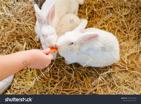 Cute White Rabbit Eating Food Stock Photo 1941715594 | Shutterstock