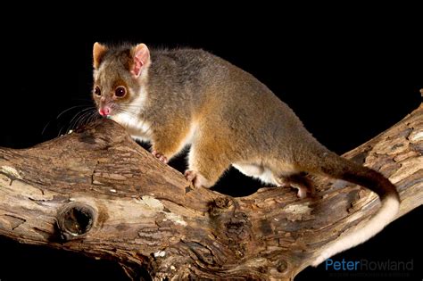 Common Ringtail Possum - Peter Rowland Photographer & Writer