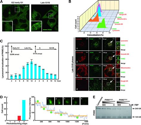 Pkm Tetramers Localize To Lysosomal Surfaces In The Late G S Phases