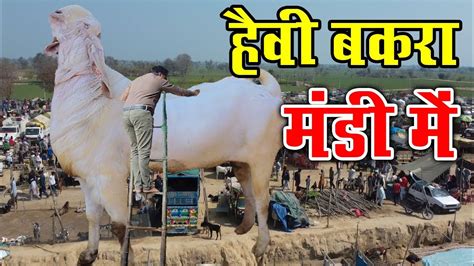 Heavy Bakra Mandi Men Biggest Goat In Goat Market