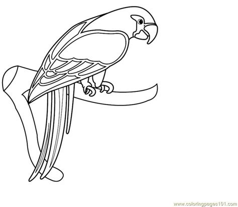 Scarlet Macaw Drawing At Getdrawings Free Download