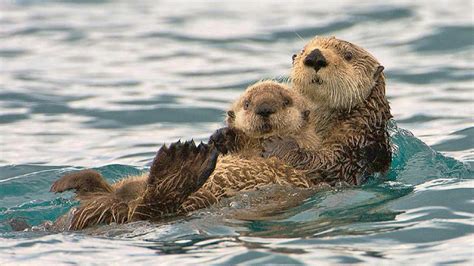 Cute Sea Otter Wallpapers Top Free Cute Sea Otter Backgrounds Wallpaperaccess