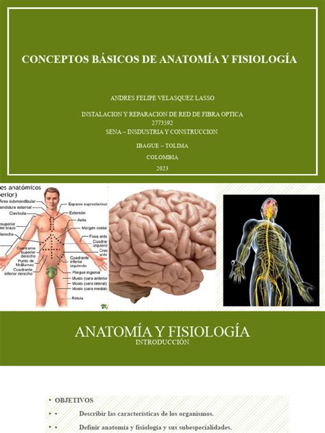Anatomia y Fisiologia | PDF | Rayo X | Ct Scan