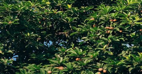 sapota  english   benefits side effect nutrient price