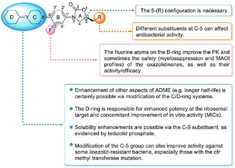 Structure Activity Relationships Of Oxazolidinone Antibiotics The