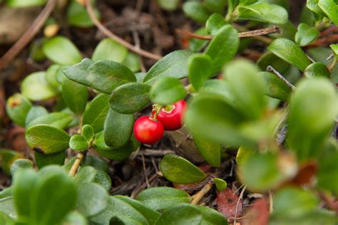 Growing the Bearberry in the Home Garden