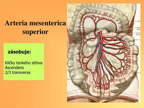 PPT - SOMATOLOGIE PowerPoint Presentation, free download - ID:2937026