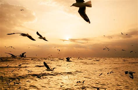 Flock Of Seagull Birds Flying Over Peaceful Sea At Bang Pu Samut