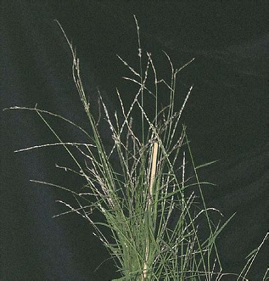 Digitaria brownii | AusGrass2