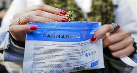 Uruguay se vuelve pionero en exportación de cannabis medicinal Ángulo 7