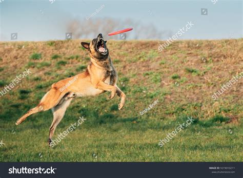 malinois dog play jumping running plate stock photo