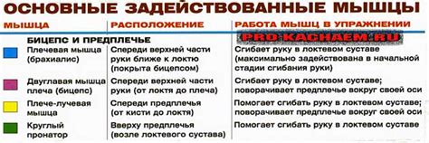 Упражнение молот - PRO-KACH - бодибилдинг для начинающих