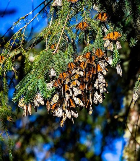 Premium Photo Colony Of Monarch Butterflies Danaus Plexippus On Pine