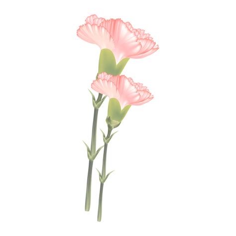 Flor De Clavel Rosa 11191464 PNG