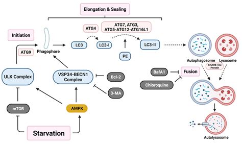 Cancers Free Full Text Autophagy Regulation On Cancer Stem Cell