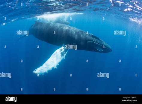 Mother And Calf Humpback Whales Megaptera Novaeangliae Swim Just