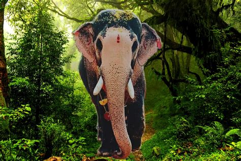 Kerala Elephants Images | Kerala elephants wallpapers HD | Kerala ...