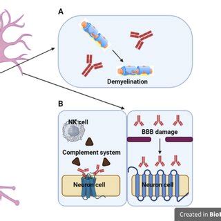 Representation of the NGF BDNF and TNF α Signaling Triad T cell