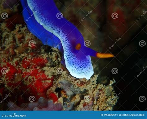 El Primer Y El Tiro Macro Del Apolegma De Hypselodoris Del Nudibranch