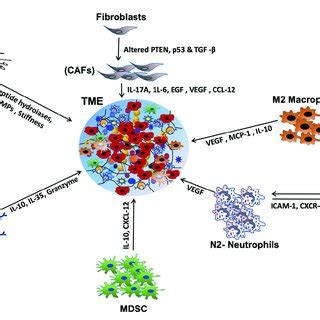 Chemokine And Cytokine Mediated Crosstalk In Head And Neck Squamous