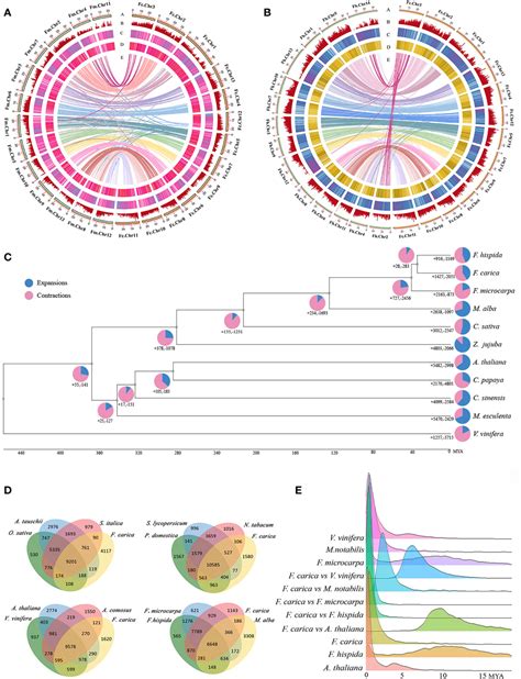 Frontiers Advancing Understanding Of Ficus Carica A Comprehensive