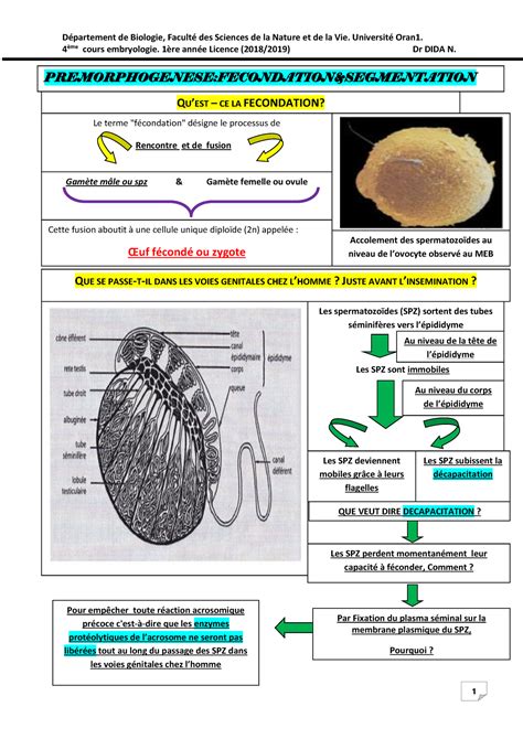 Mars Embryologie L1 4ème cours fécondation segmentation 4 ème cours