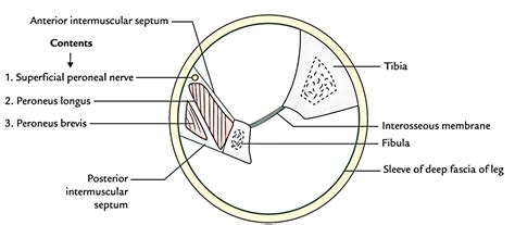 lateral compartment   leg earths lab