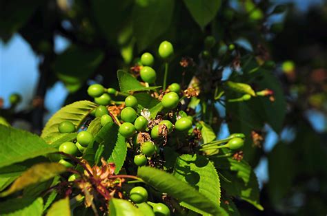 Kostenlose Foto Baum Natur Ast Bl Hen Frucht Blatt Blume