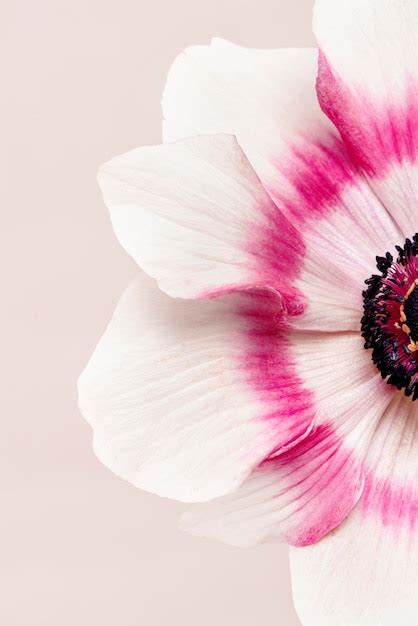 Premium Photo Blooming Pink Anemone Flower