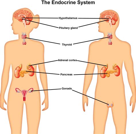 Endocrine System Function