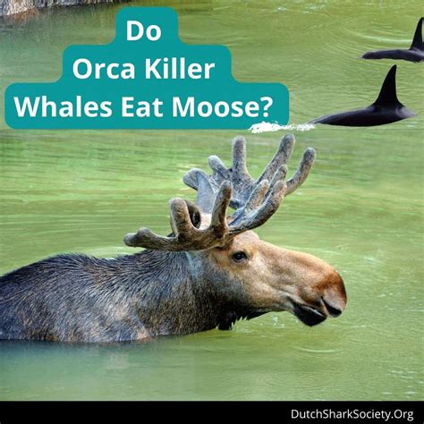 Do Orca Killer Whales Eat Moose Dutch Shark Society