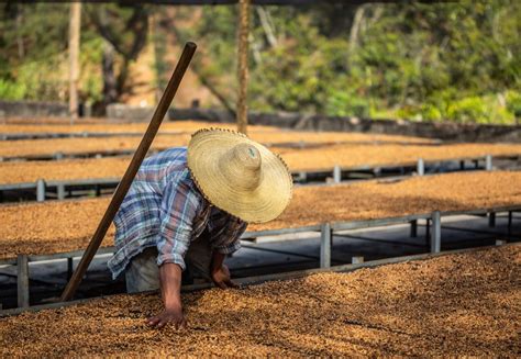 Honduras Ha Exportado 58 Millones De Quintales De Café Según El