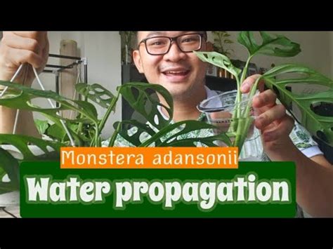 Jandabolong Cara Memperbanyak Monstera Adansonii Tanaman Janda