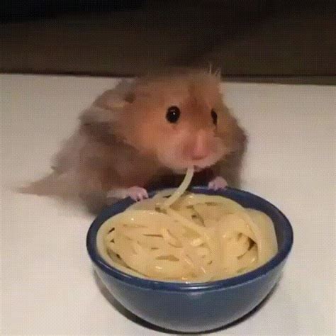 Hamster eating noodles | Funny hamsters, Cute animals, Cute funny animals