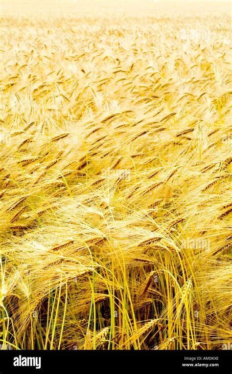 Beautiful Fields Of Corn Blowing In The Wind In Cirencester England Uk