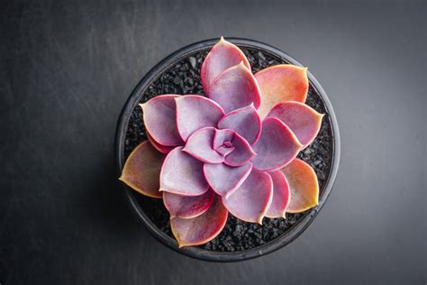 Echeveria Gibbiflora Purple Pearl Let Love Grow Succulent And Cactus