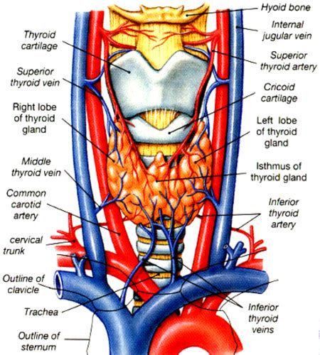 Thyroid Gland Flashcards Quizlet