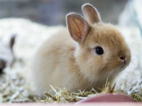 Long Haired Bunnies The Most Adorable Fluffy Breeds