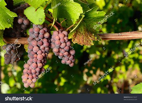 853 Pinot gris grape Images, Stock Photos & Vectors | Shutterstock