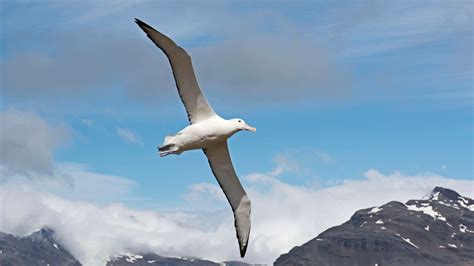 Birdwatchers' Observations Show That Several Australian Seabirds Are In ...