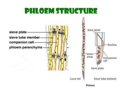 Phloem